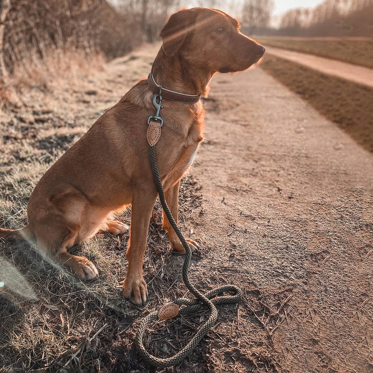 Ne&no® Design City Rope Leash Assorted Colours