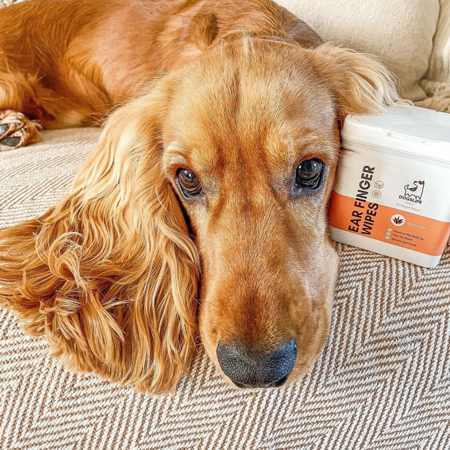 Dog Ear Cleaning Wipes