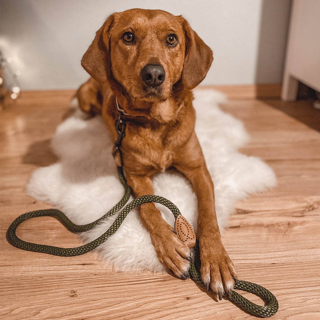 Ne&no® Design City Rope Leash Assorted Colours