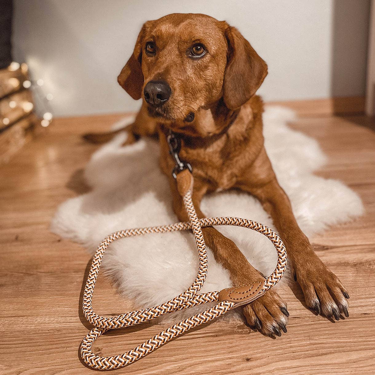 Ne&no® Design City Rope Leash Assorted Colours