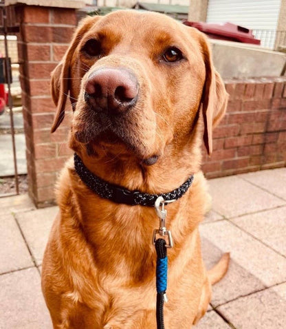 Dog Rope Lead Assorted Colours