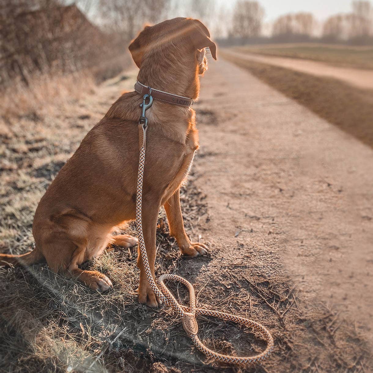 Ne&no® Design City Rope Leash Assorted Colours